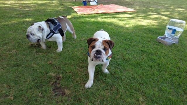 Long Beach Bulldog Meetup
